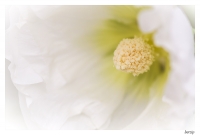 Nom du fichier=542423IMGP3803a.jpg
Taille du fichier=290Ko
Dimensions : 1000x679
Ajouté le : 17 Juin 2014 542423IMGP3803a.jpg