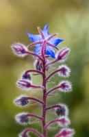 Nom du fichier=544598IMGP28531w.jpg
Taille du fichier=336Ko
Dimensions : 669x1024
Ajouté le : 10 Juin 2016 544598IMGP28531w.jpg