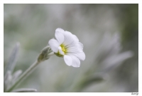 Nom du fichier=893527IMGP3633a.jpg
Taille du fichier=204Ko
Dimensions : 1000x679
Ajouté le : 03 Juin 2014 893527IMGP3633a.jpg