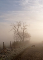 EEz4Pb-brume-2.jpg