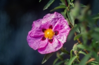 Nom du fichier=T0hONb--IGP4353-1.jpg
Taille du fichier=370Ko
Dimensions : 1280x848
Ajouté le : 10 Mai 2022 T0hONb--IGP4353-1.jpg