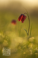 Nom du fichier=carte_voeux_2013.jpg
Taille du fichier=149Ko
Dimensions : 530x800
Ajouté le : 31 Décembre 2012 carte_voeux_2013.jpg