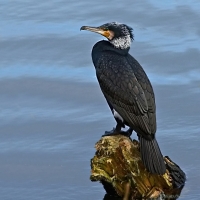 Nom du fichier=cormor10.jpg
Taille du fichier=215Ko
Dimensions : 960x960
Ajouté le : 12 Mars 2024 cormor10.jpg