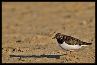 Nom du fichier=imgp4876w.jpg
Taille du fichier=197Ko
Dimensions : 1024x696
Ajouté le : 03 Janvier 2013 imgp4876w.jpg