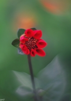 Nom du fichier=imgp7911.jpg
Taille du fichier=210Ko
Dimensions : 600x840
Ajouté le : 03 Juillet 2018 imgp7911.jpg