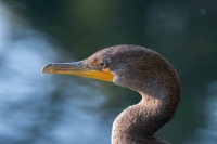 Nom du fichier=k1_17910.jpg
Taille du fichier=160Ko
Dimensions : 1024x683
Ajouté le : 12 Mars 2024 k1_17910.jpg