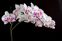 orchidd.jpg