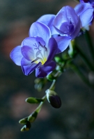 wrcnPb-Freesia.jpg