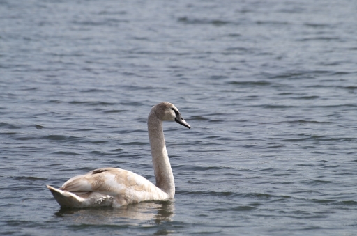 2013-10-22 / ludoH
ludoH [ Faune sauvage ]
