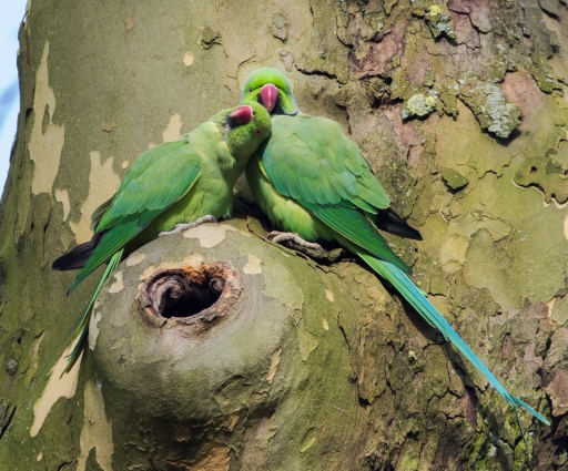 2013-02-12 / Electro35
Electro35 [ Faune sauvage ]
