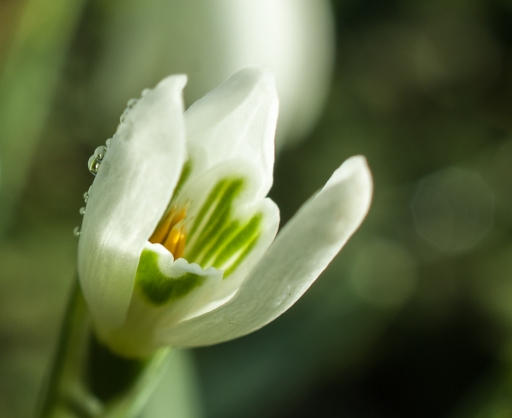 2013-03-01 / I.JUJU
I.JUJU [ Fleurs ]
