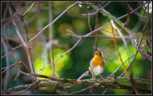 2013-09-21 / Mickmac
Mickmac [ Faune sauvage ]
