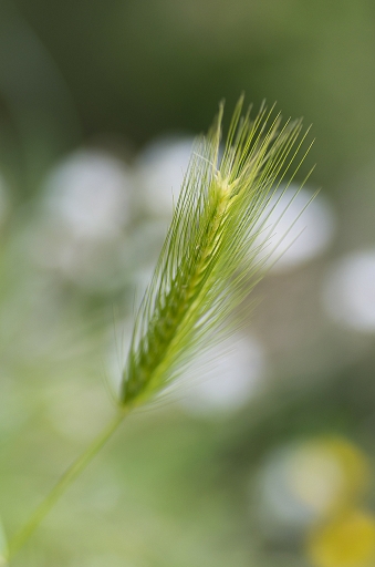 2014-04-26 / phoenix1366
phoenix1366 [ Arbres / Forets / Vegetation]
