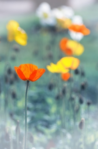 2014-02-22 / olilignan
olilignan [ Fleurs ]
