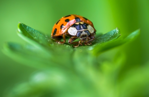 2014-05-10 / miczfr
miczfr [ Macro et proxi-photo ]
