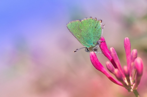 2014-05-11 / olilignan
olilignan "Macro et proxi part 3 "
