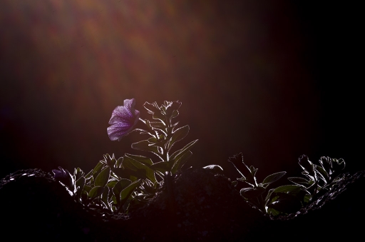 2014-05-12 / elficologue
elficologue [ Fleurs ] 
