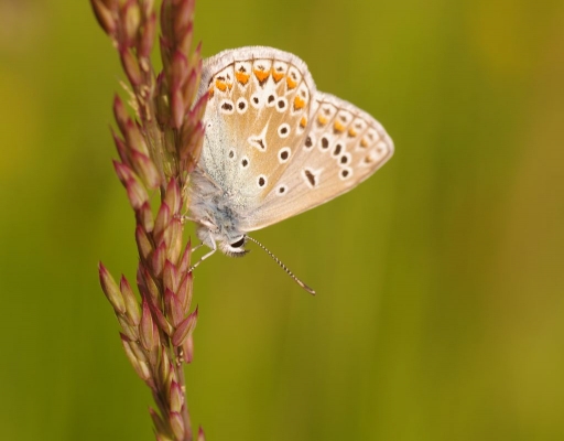 2014-05-20 / papy57
papy57 [ Macro et proxi-photo ]
