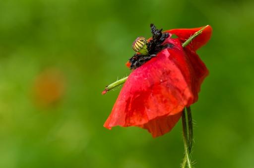 2014-06-10 / miczfr
miczfr  [ Fleurs ]
