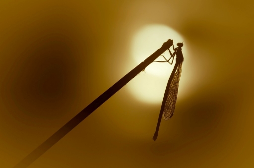 2014-06-14 / olilignan
olilignan "Macro et Proxi 2014 part 4 (ombres et lumieres)"
