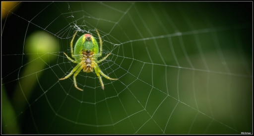 2014-09-12 / Mickmac
Mickmac [ Macro et proxi-photo ]
