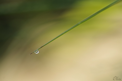 2014-09-14 / Olive76
Olive76 [ Gouttes ]
