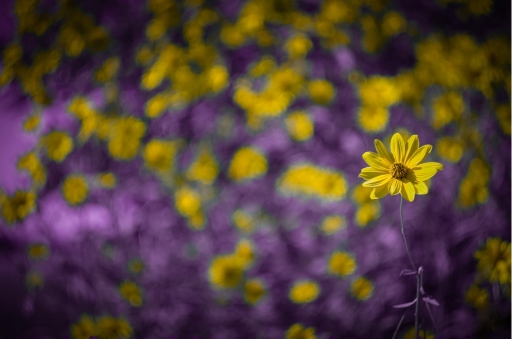 2015-10-03 / olilignan
Olilignan [flore et botanique]
