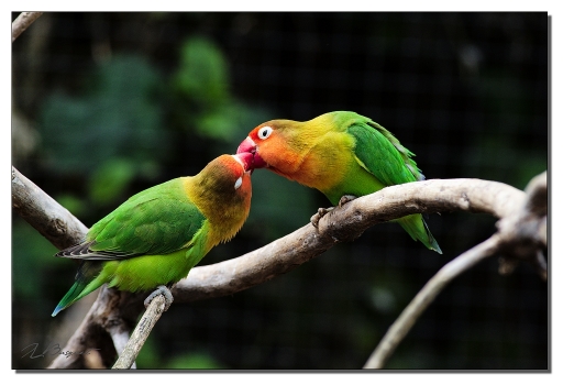 2014-05-24 / jldag
jldag [ Zoo & parcs animaliers ]
