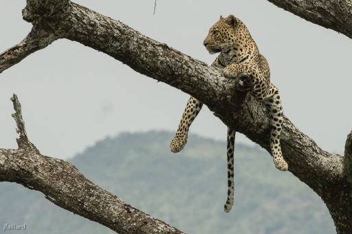 2014-02-08 / jfaillard
jfaillard "Tanzanie suite"
