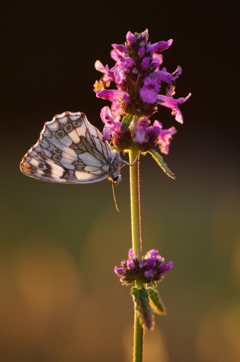 2018-06-21 / papy57
papy57 [Macro et proxiphotographie nature]
