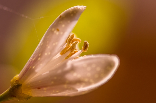 2013-10-12 / miczfr
miczfr [ Fleurs ]
