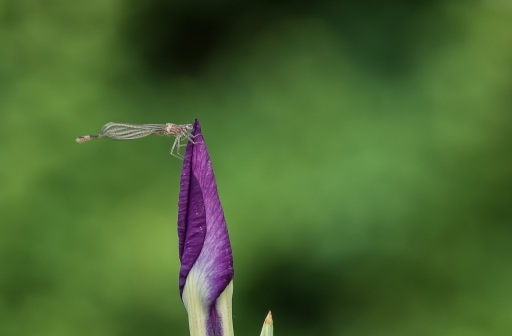 2018-06-16/ TOFTOF
TOFTOF [Macro et proxiphotographie nature]
