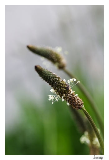 2014-05-14 / berzip
berzip [ Fleurs ] 
