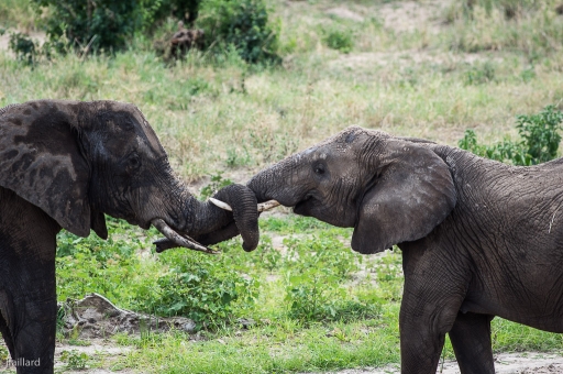 2013-01-28 / jfaillard
jfaillard "suite provisoire Tarangire Tanzanie"
