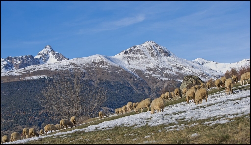 2012-11-18 / Sylve
Photo de Sylve dans Animaux de la ferme 
