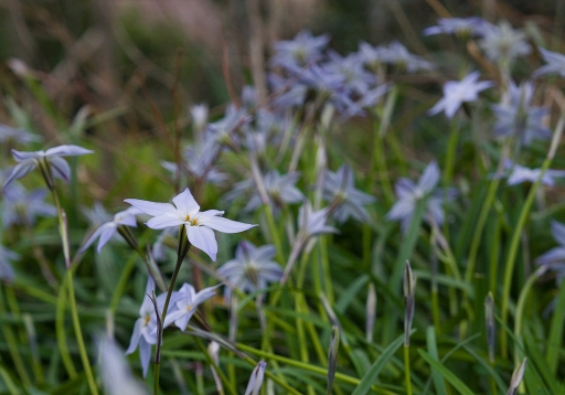 2013-03-12 / phoenix1366
phoenix1366 [ Fleurs ]
