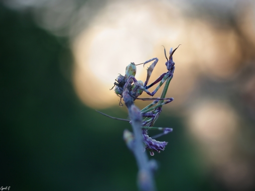 2018-06-15 / Carpodingo 
CapoDingo [Macro et proxiphotographie nature]
