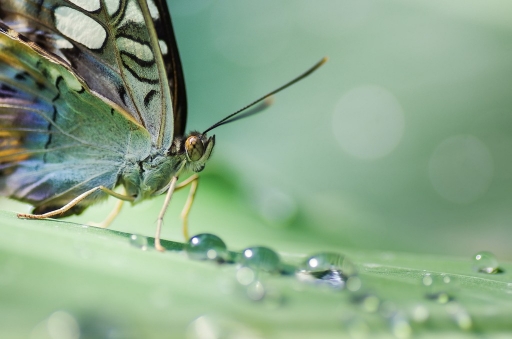 2013-02-06 / olilignan
olilignan [ Macro et proxi-photo ]

