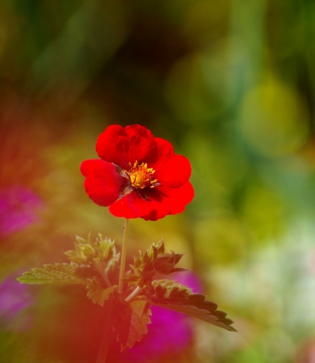 2017-06-09 / papy57
papy57 [Flore et Botanique]
