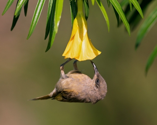 2021-10-23 / Kanaky
Kanaky [Faune sauvage]
