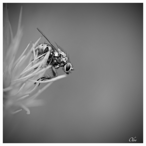 2017-05-20 / olive76
olive76 [Macro et proxiphotographie nature]
