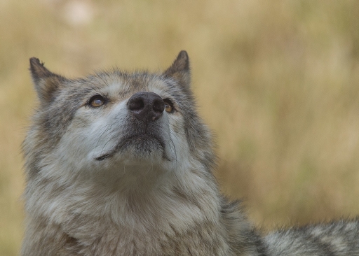 2017-07-18 / SPentaxQR
SPentaxQR [Animaux domestiques ou captifs]
