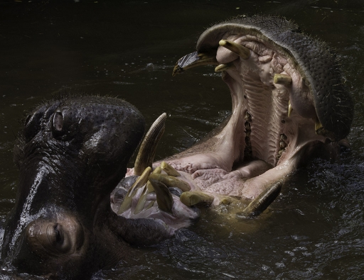 2017-08-11 / Viking
Viking [Animaux domestiques ou captifs]
