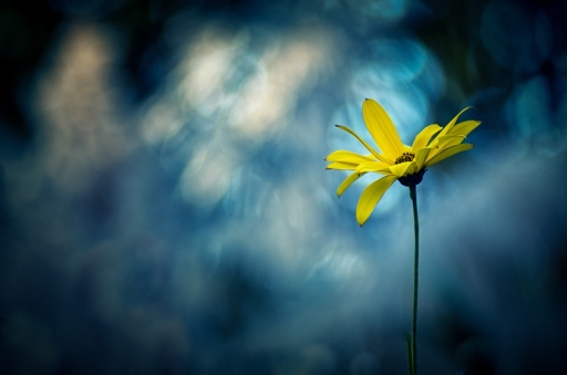 2017-08-18 / olilignan
olilignan [Flore et Botanique]
