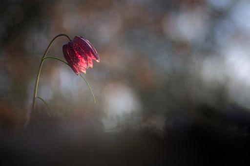 2018-03-02 / donlope01
donlope01 [Flore et Botanique]
