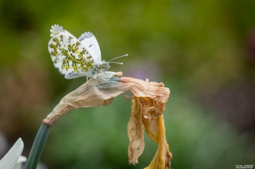 2018-04-14 / nicolas03
nicolas03 [Macro et proxiphotographie nature]
