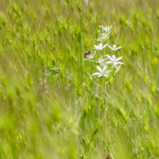 2018-06-01 / ASM
ASM [Sortie macro et proxi 2018]
