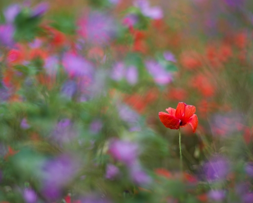 2018-06-15 / olilignan
olilignan [Flore et Botanique]
