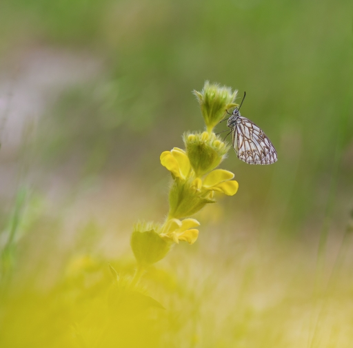 2018-08-17 / olilignan
olilignan [Macro et proxiphotographie nature]

