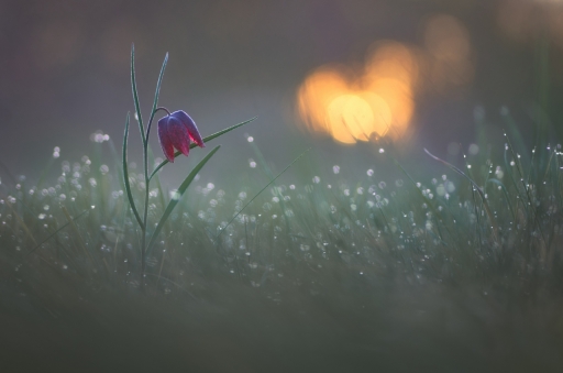 2019-03-07 / donlope01
donlope01 [Flore et Botanique]
